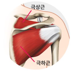 shoulder11 shoulder11