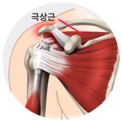 shoulder33 shoulder33